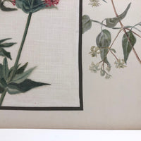 Red Valerian and Honeysuckle British Watercolor on Linen and Board