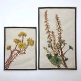 Reflexed Stonecrop Flower British Watercolor on Linen Gauze