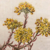 Reflexed Stonecrop Flower British Watercolor on Linen Gauze