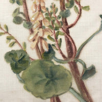British Watercolor of Wall Pennywort on Linen Gauze