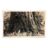 Woman with Worlds Big Tree Antique Real Photo Postcard