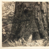 Woman with Worlds Big Tree Antique Real Photo Postcard