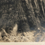 Woman with Worlds Big Tree Antique Real Photo Postcard