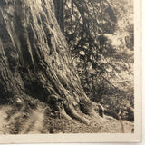 Woman with Worlds Big Tree Antique Real Photo Postcard