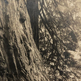 Woman with Worlds Big Tree Antique Real Photo Postcard