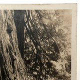 Woman with Worlds Big Tree Antique Real Photo Postcard