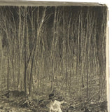Glass Plate Negative of Woman Skating Figure Eights on Pond, 1890s