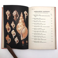 A Field Guide to Seashells of our Atlantic Coast, Percy Morris, 1947