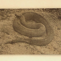 Antique Sepia Toned Rattlesnake Photograph