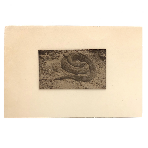 Antique Sepia Toned Rattlesnake Photograph