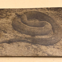 Antique Sepia Toned Rattlesnake Photograph