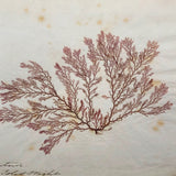Victorian Dried Seaweed Pressing, Isle of Wight, #1