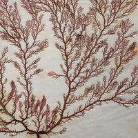 Victorian Dried Seaweed Pressing, Isle of Wight, #1