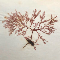 Victorian Dried Seaweed Pressing, Isle of Wight, #3