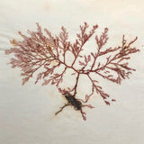 Victorian Dried Seaweed Pressing, Isle of Wight, #3
