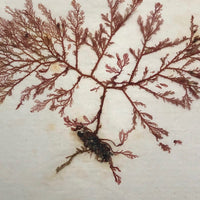 Victorian Dried Seaweed Pressing, Isle of Wight, #3