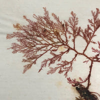 Victorian Dried Seaweed Pressing, Isle of Wight, #3