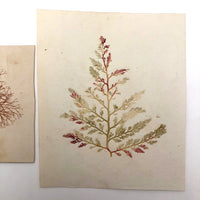 Victorian Dried Seaweed Pressings, Isle of Wight, #4 (A Pair)