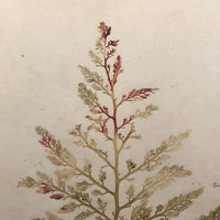 Victorian Dried Seaweed Pressings, Isle of Wight, #4 (A Pair)