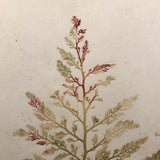 Victorian Dried Seaweed Pressings, Isle of Wight, #4 (A Pair)