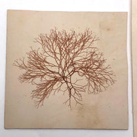 Victorian Dried Seaweed Pressings, Isle of Wight, #4 (A Pair)