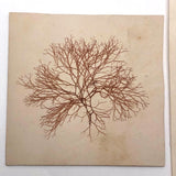 Victorian Dried Seaweed Pressings, Isle of Wight, #4 (A Pair)