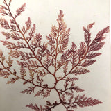 Victorian Dried Seaweed Pressing, Isle of Wight #5