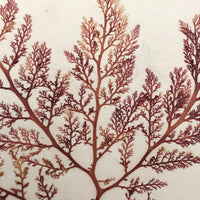 Victorian Dried Seaweed Pressing, Isle of Wight #5
