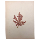 Victorian Dried Seaweed Pressing, Isle of Wight #7