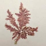 Victorian Dried Seaweed Pressing, Isle of Wight #7