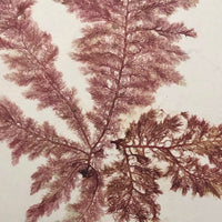 Victorian Dried Seaweed Pressing, Isle of Wight #7