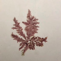 Victorian Dried Seaweed Pressing, Isle of Wight #7