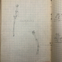Harry Nielson's 1917-19 Biology & Hygiene Notebooks with Tons of Diagrams
