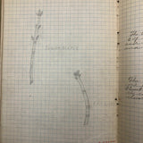 Harry Nielson's 1917-19 Biology & Hygiene Notebooks with Tons of Diagrams