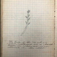 Harry Nielson's 1917-19 Biology & Hygiene Notebooks with Tons of Diagrams