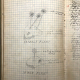 Harry Nielson's 1917-19 Biology & Hygiene Notebooks with Tons of Diagrams