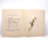 Agnes Gilbert's Beautifully Preserved Early 20th C. Herbarium with Sixteen Samples