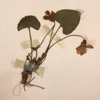 Agnes Gilbert's Beautifully Preserved Early 20th C. Herbarium with Sixteen Samples