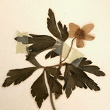 Agnes Gilbert's Beautifully Preserved Early 20th C. Herbarium with Sixteen Samples