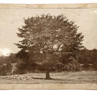 Maple Tree in Our Pasture, Antique Mounted Albumen Print