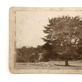 Maple Tree in Our Pasture, Antique Mounted Albumen Print
