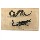 Rattlesnake and Crocodile Antique Bookplate