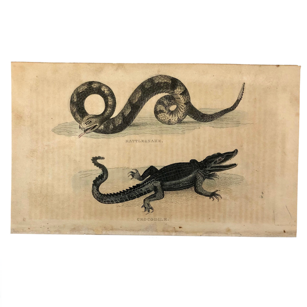 Rattlesnake and Crocodile Antique Bookplate
