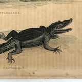 Rattlesnake and Crocodile Antique Bookplate