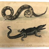 Rattlesnake and Crocodile Antique Bookplate