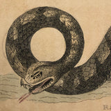 Rattlesnake and Crocodile Antique Bookplate