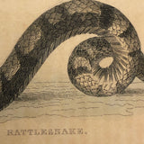 Rattlesnake and Crocodile Antique Bookplate