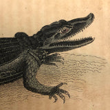 Rattlesnake and Crocodile Antique Bookplate