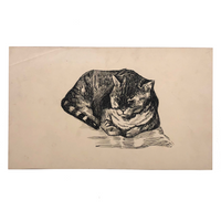 Pen and Ink Cat Drawing
