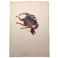 Creeping Crab Watercolor